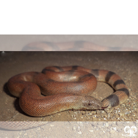 گونه کور مار بلوچستانی Brown Sand Boa